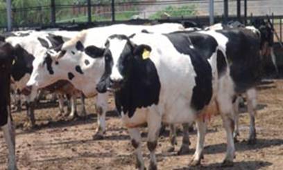 ��ţ���e�\�Ӆ^(q��) 