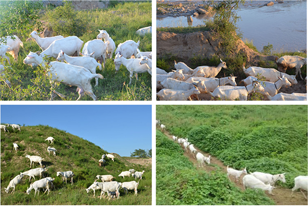 莎能奶山羊.jpg 莎能奶山羊.jpg