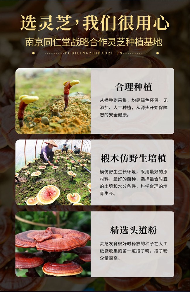 南京同仁堂樂家遐齡牌破壁靈芝孢子粉詳情 (5).jpg