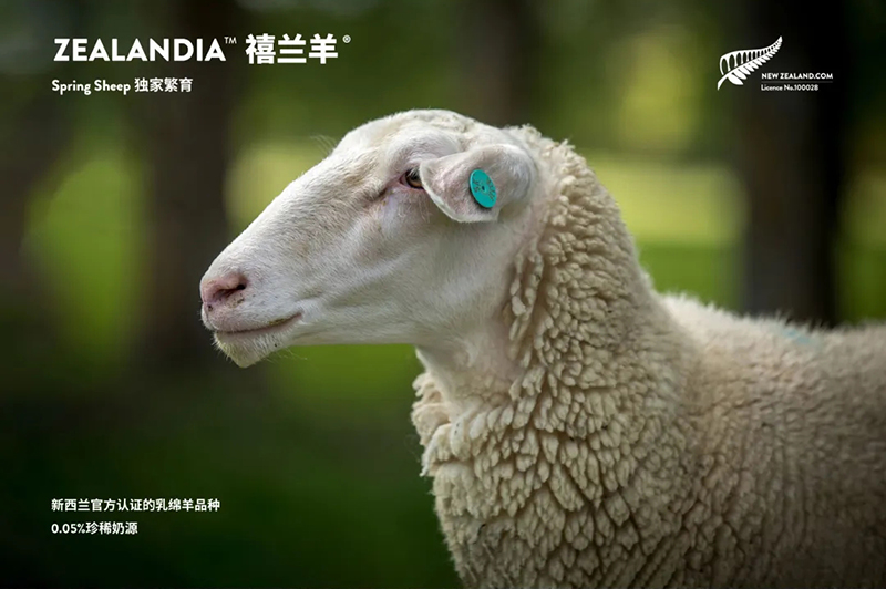 Spring Sheep���dȫ�d����׃��̷�����^ע���@�G����CBME05.jpg