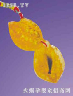 ��(��i)�ь����ͺ�����̥ë��